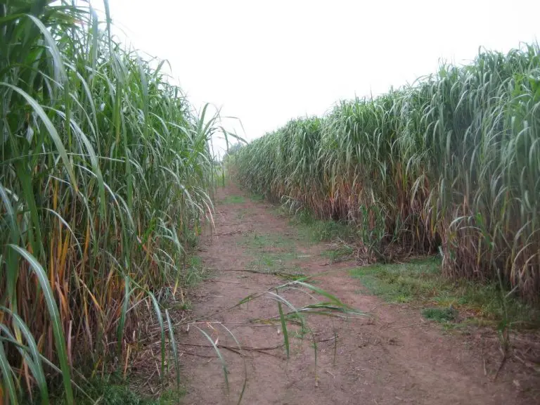 Second Generation Biofuels From Non-Food Crops