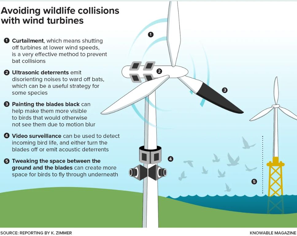 wind turbines can harm birds and bats