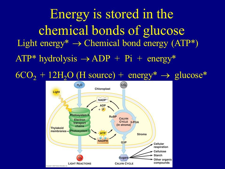 a diagram showing chemical energy stored in the bonds of a glucose molecule.