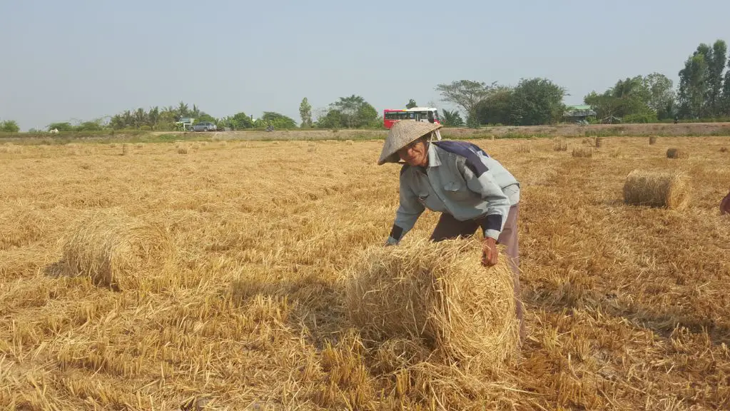a farmer collecting rice straw residues in a field