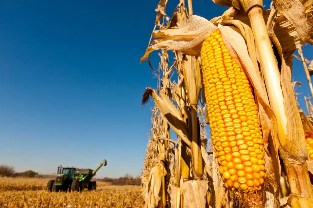 a field of corn that can be used to create renewable biofuels