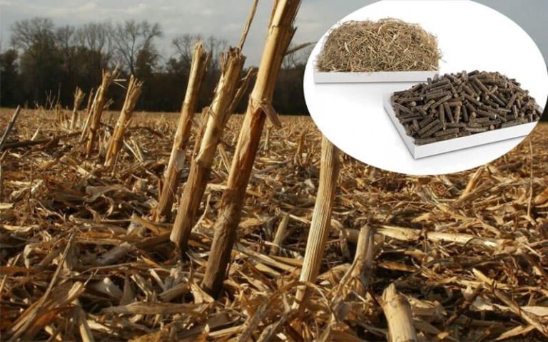 What Are The Popular Biomass Used In India?