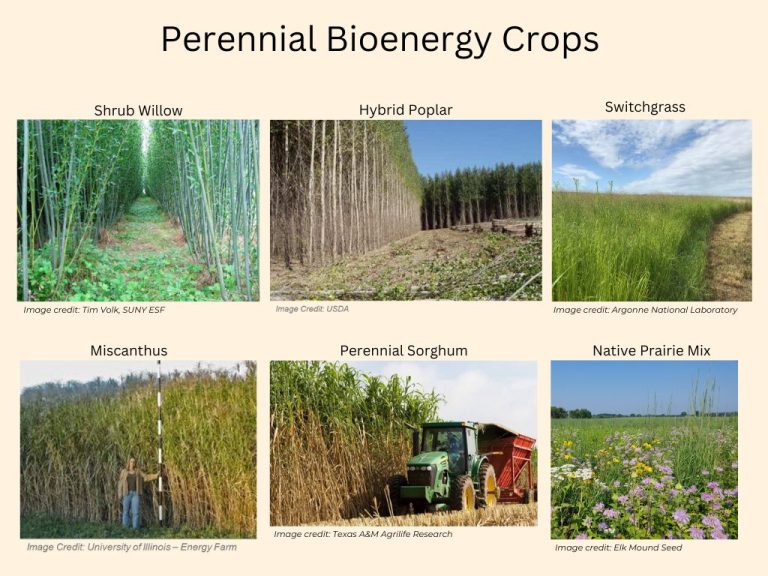 Are Bioenergy Crops Renewable?