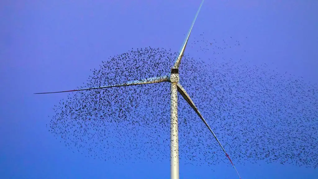 Are Wind Turbines Bad For Wildlife? - Renewable Tech