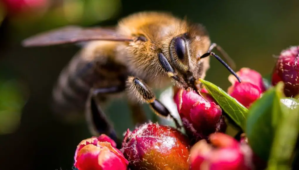 bee city india has launched multiple programs focused on protecting bees and other pollinators in india