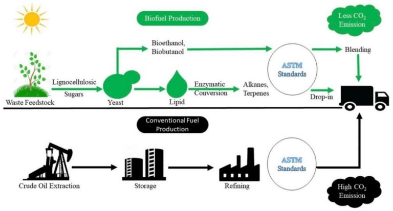 How Can Biomass Be Converted Into Biofuels?