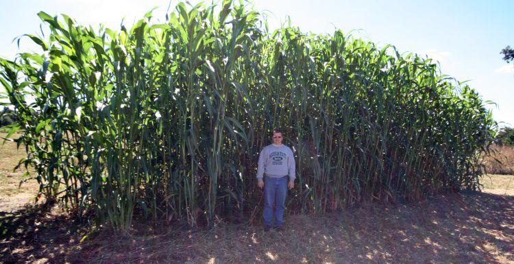 biomass sorghum can produce 8 to 30 tons of dry matter per acre