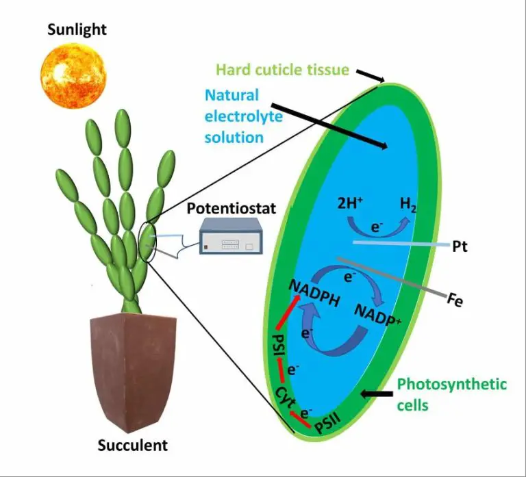Can We Harvest Energy From Photosynthesis?
