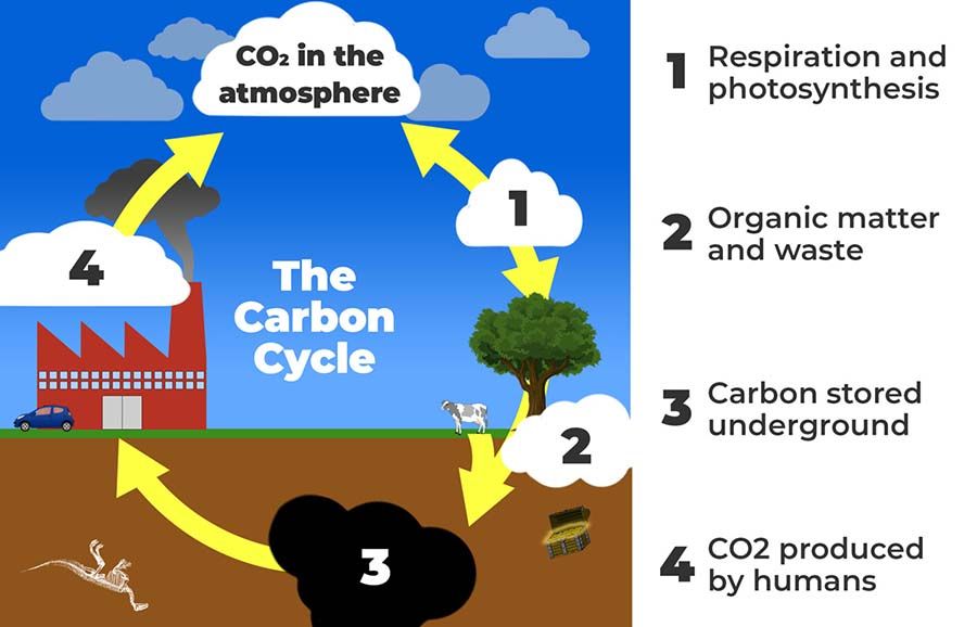carbon cycle balance is important for plant growth and agriculture