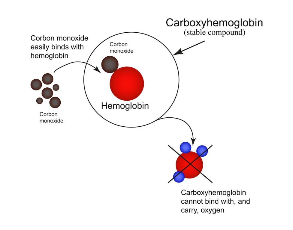 carbon monoxide prevents oxygen binding to hemoglobin causing poisoning