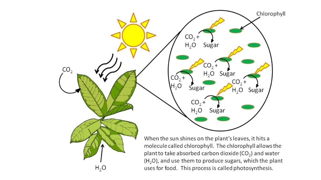 chlorophyll in plant leaves absorbs sunlight to power photosynthesis.