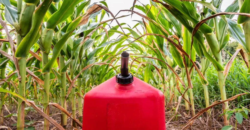 crops like corn and sugarcane can be processed into biofuels to replace fossil fuels