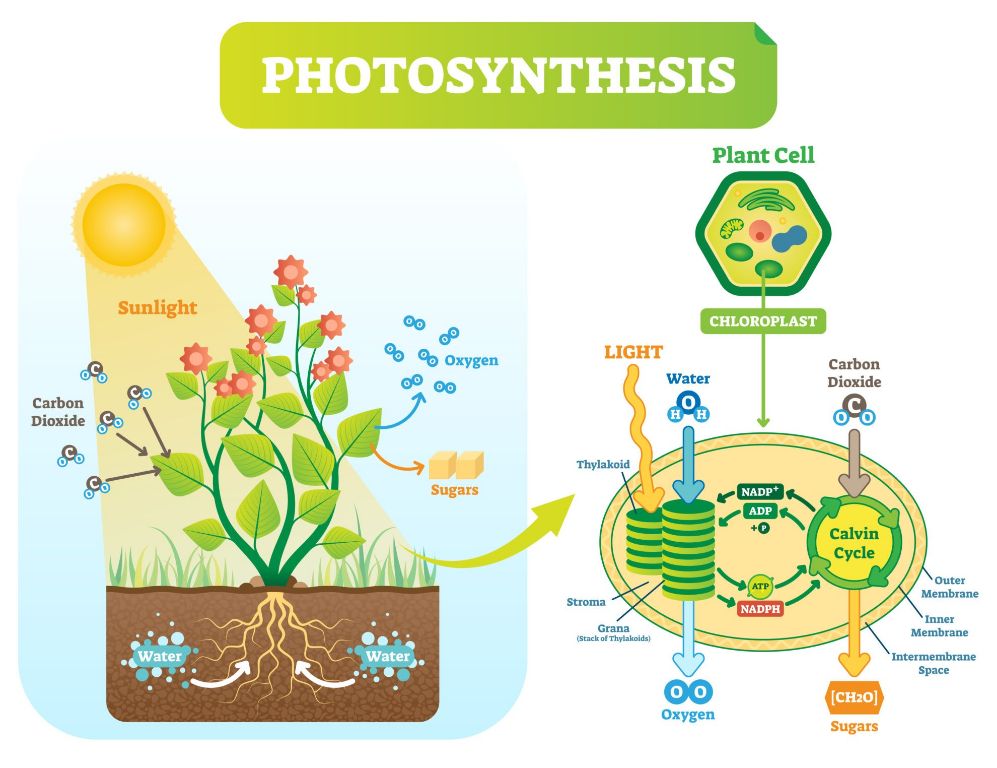 diagram of photosynthesis process requiring sunlight