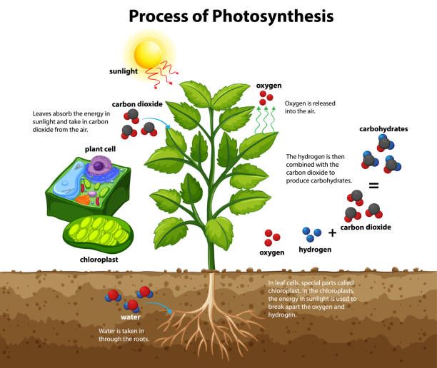 diagram showing the process of photosynthesis in a plant leaf