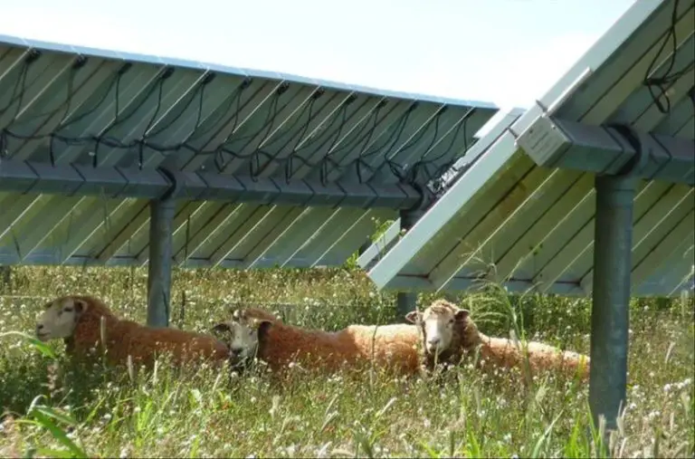 Does Grass Grow Under Solar Panels?
