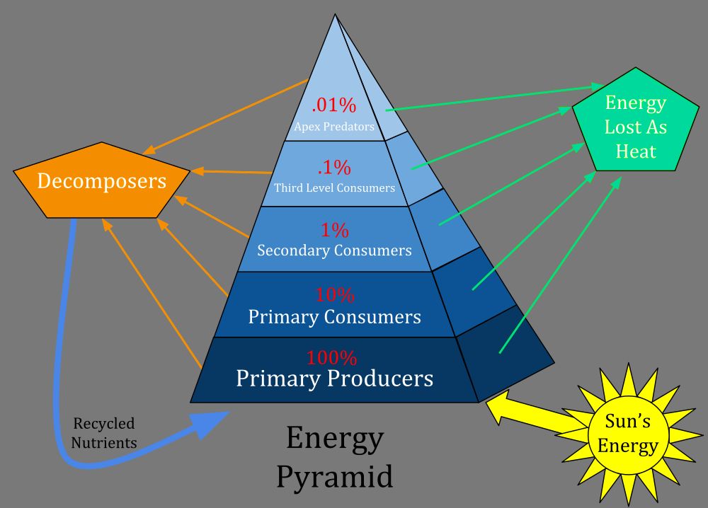 energy pyramid diagram