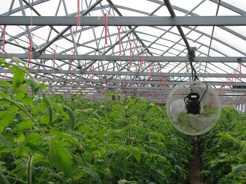 geothermal greenhouses allow optimal temperature control for maximum crop yields