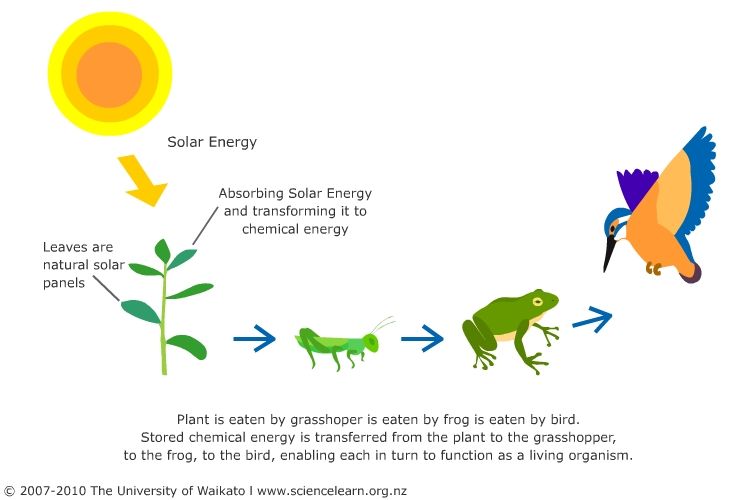 How Is Energy From The Sun Converted To Chemical Energy?