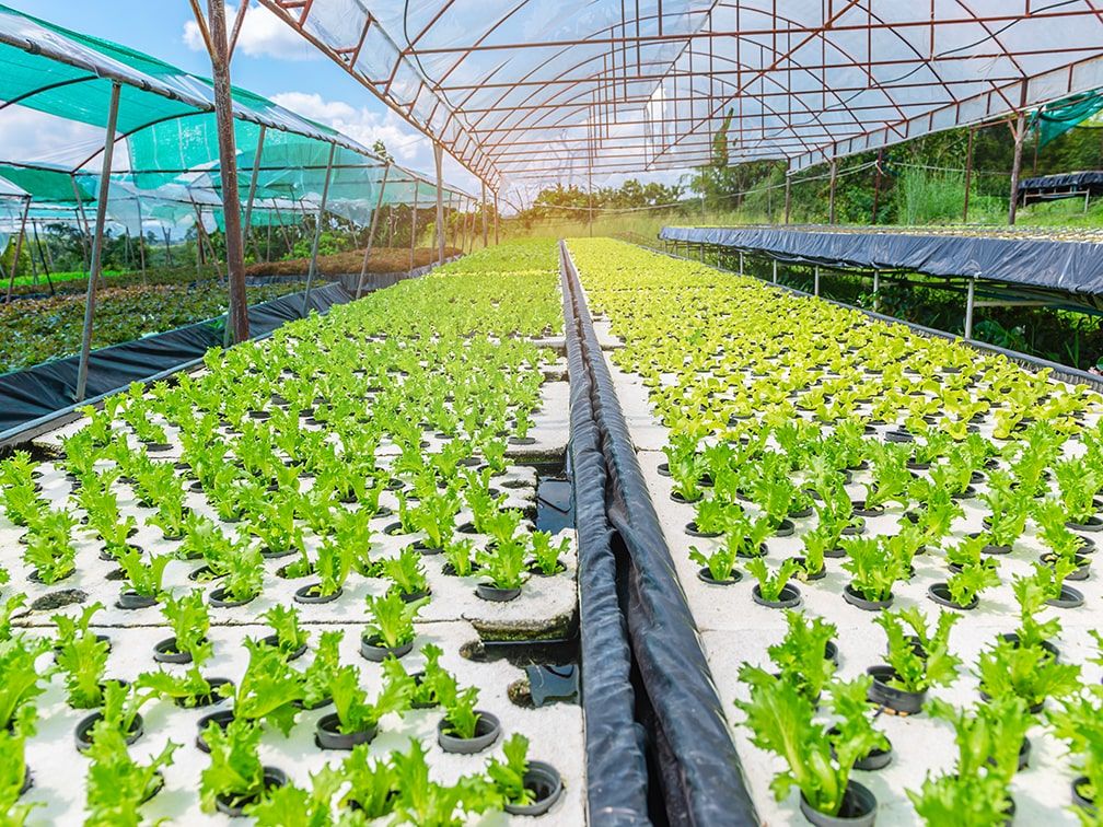 hydroponic farm greenhouse