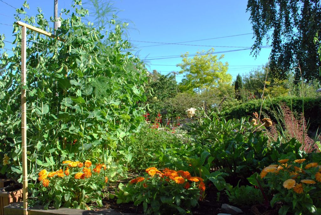image of a vegetable garden with tomatoes, cucumbers, lettuce, carrots, peppers, and more.