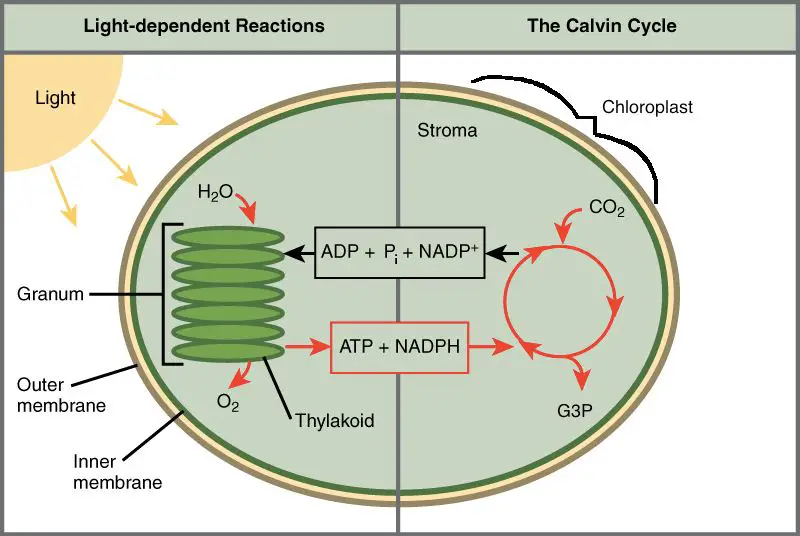 light reactions use sunlight to generate chemical energy stored in atp and nadph.