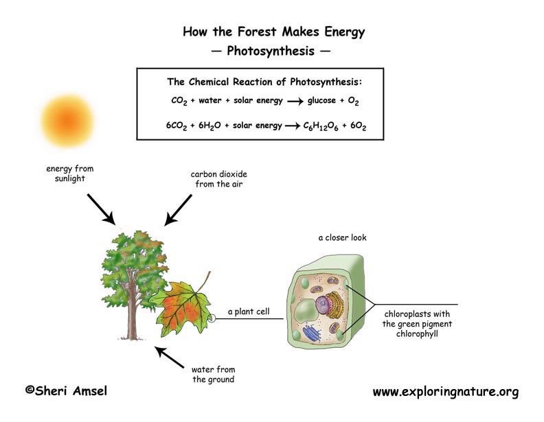 photosynthesis absorbs co2, using sunlight energy to build plant matter.