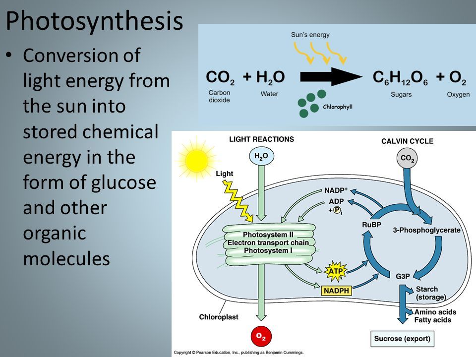 photosynthesis converts solar energy into chemical energy that is stored in sugars and other organic molecules