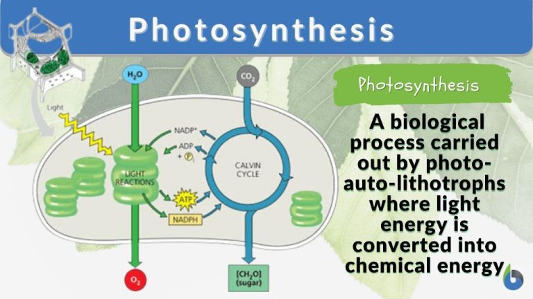 How Is Sunlight Is Converted Into Potential Energy By Plants?