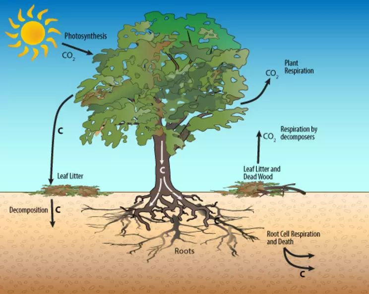 How Are Plants Used In The Carbon Cycle?