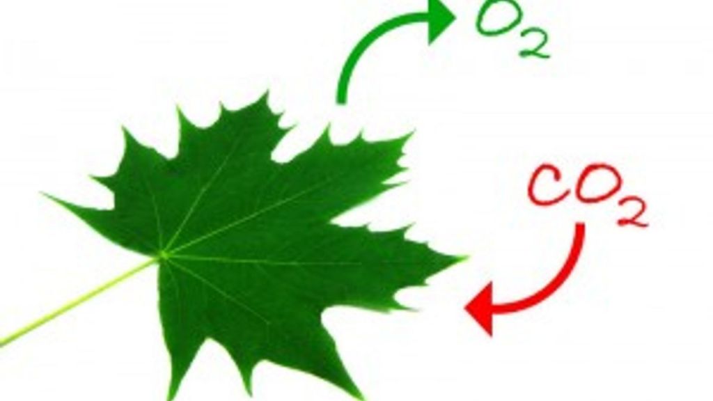 plants absorbing carbon dioxide from atmosphere is essential
