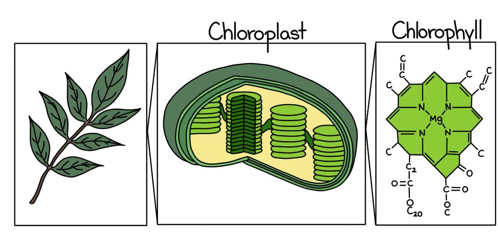 plants use pigments like chlorophyll to absorb sunlight for photosynthesis
