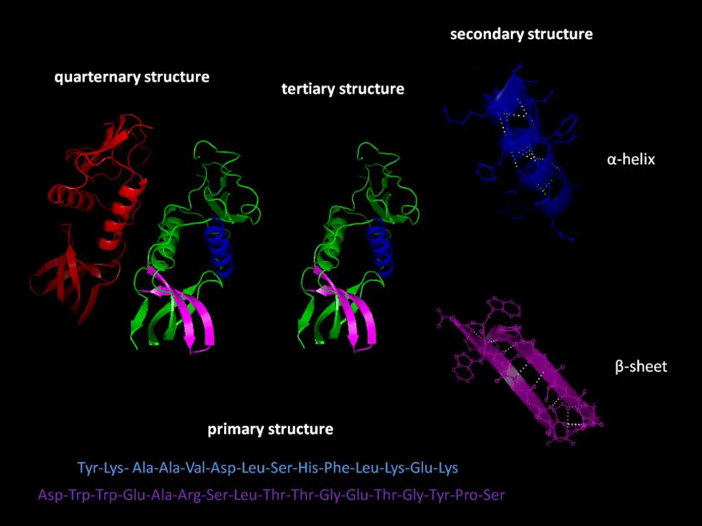 protein folding involves transitions between high and low potential energy states