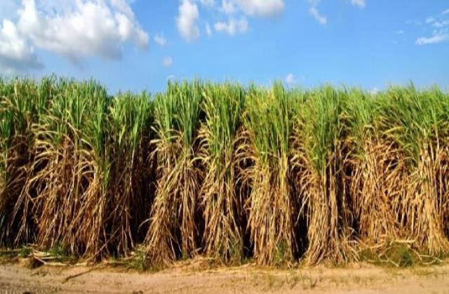 sugarcane harvest for biofuel