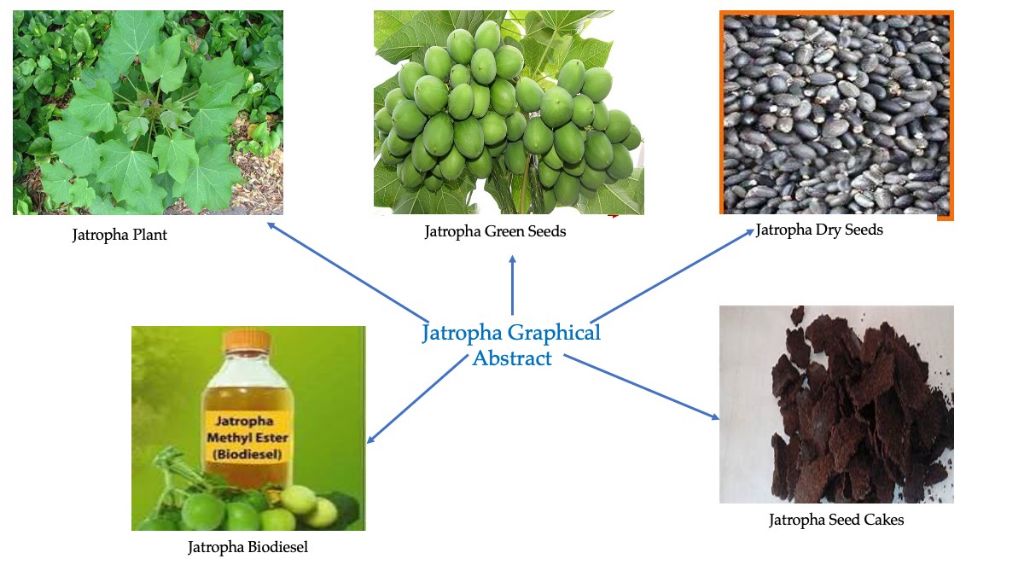 sugarcane, jatropha and algae have been identified as leading feedstocks for biofuel production in india