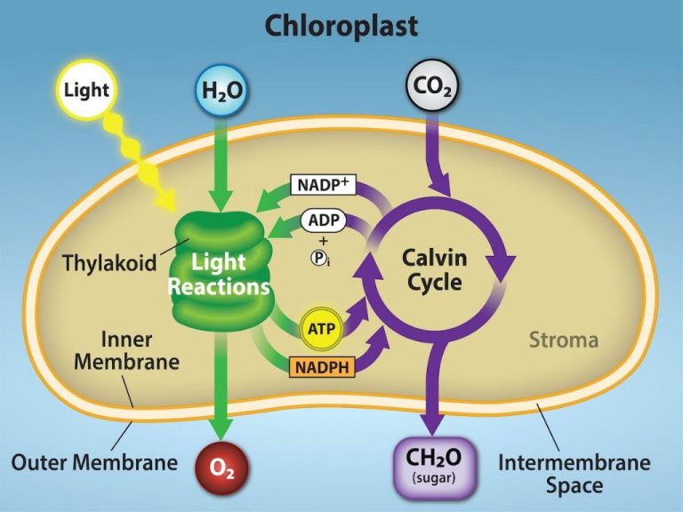 How Is Sunlight Converted Into Energy Photosynthesis?