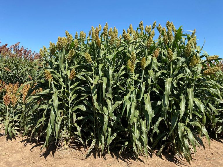 How Tall Does Biomass Sorghum Grow?