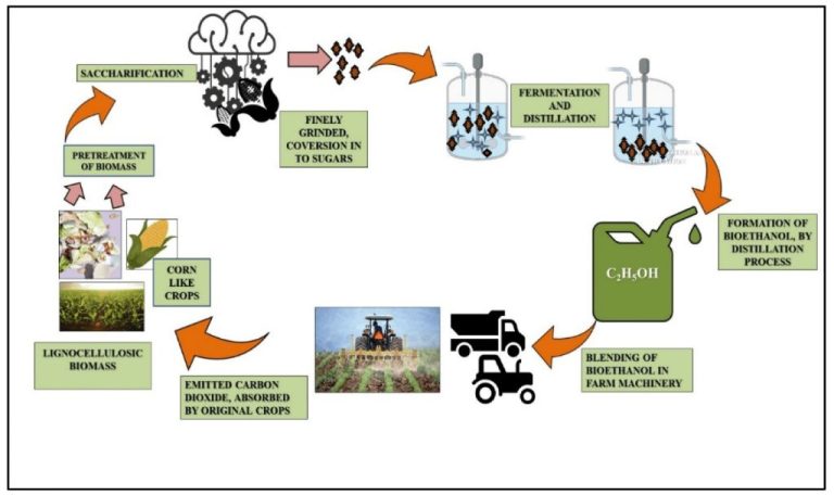 How Do We Use Biomass In Everyday Life?