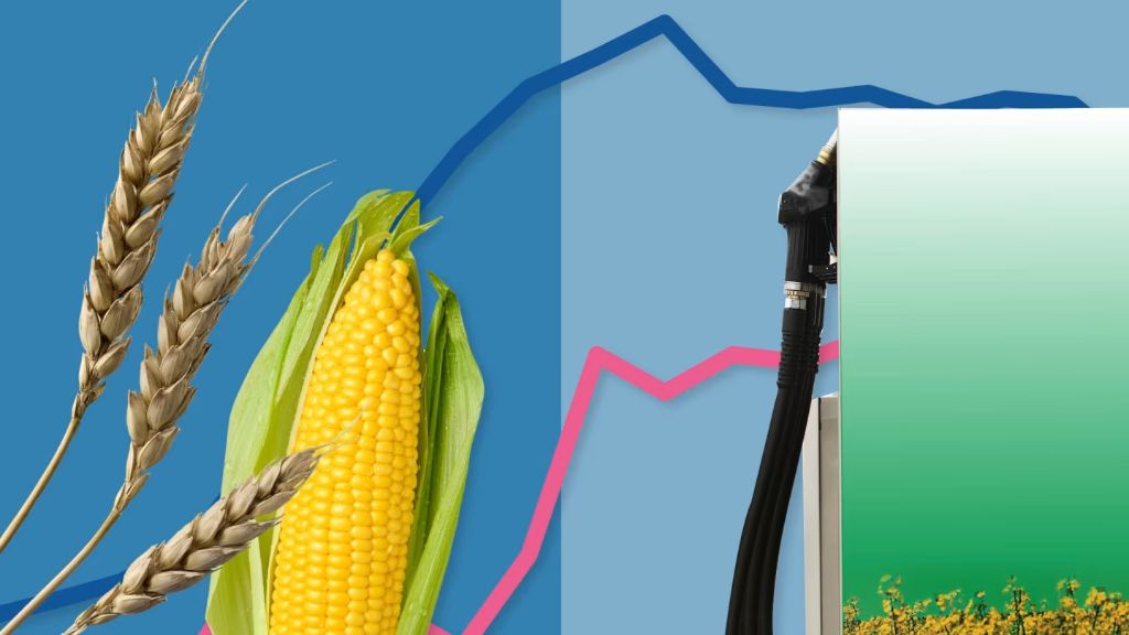 using crops like corn and sugarcane for biofuels instead of food has raised concerns about higher food prices and global food security.
