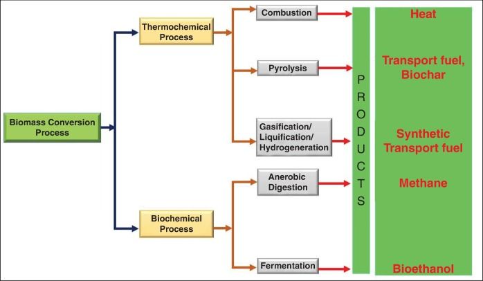 What Biomass Is And How It Is Involved In Energy Transfer?