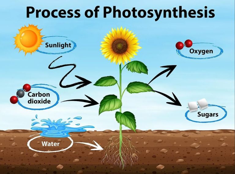 What Happens To The Sun’S Energy After Photosynthesis?