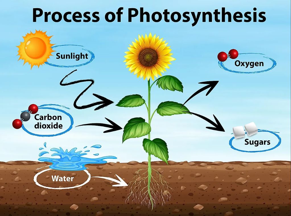 What happens to the sun's energy after photosynthesis?