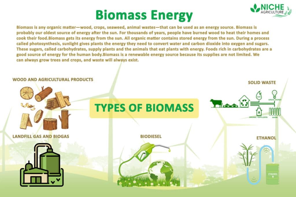 wood is a common type of biomass used for electricity generation