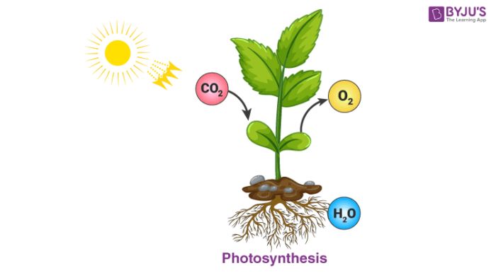 a chemical change example of photosynthesis occurring in plants