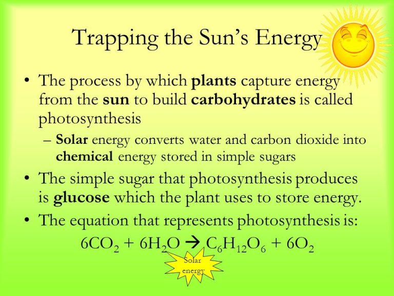 What Is The Primary Purpose Of Photosynthesis?