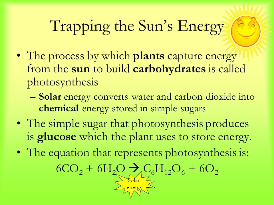 a green plant converting sunlight and carbon dioxide into glucose represents photosynthesis producing carbohydrates