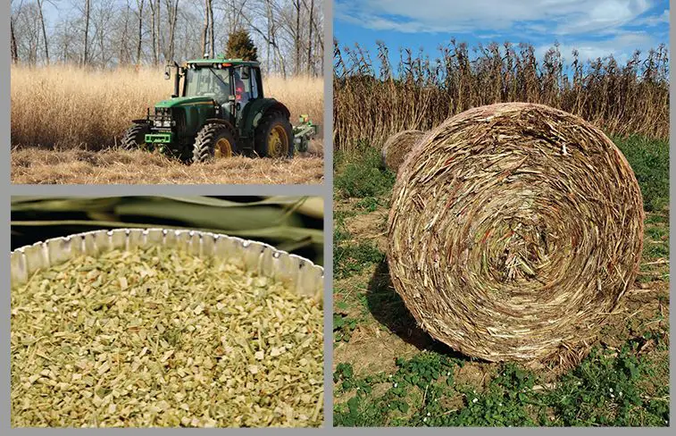 agricultural crops and forestry materials are biomass feedstocks