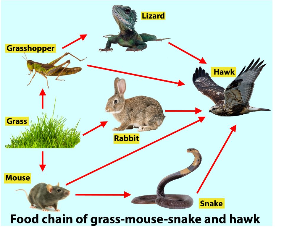 an illustration of a simple food chain showing grass being eaten by a mouse which is then eaten by a snake.