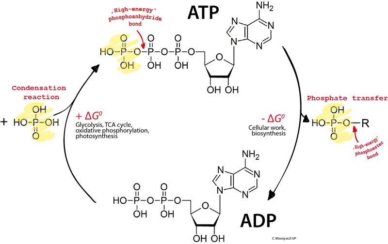 atp stores energy in its high-energy phosphate bonds.