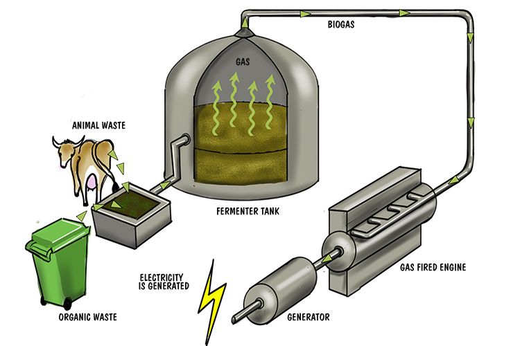 biomass plants burn organic matter to generate electricity