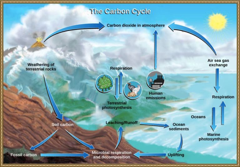 How Is Carbon Dioxide Involved In The Carbon Cycle?